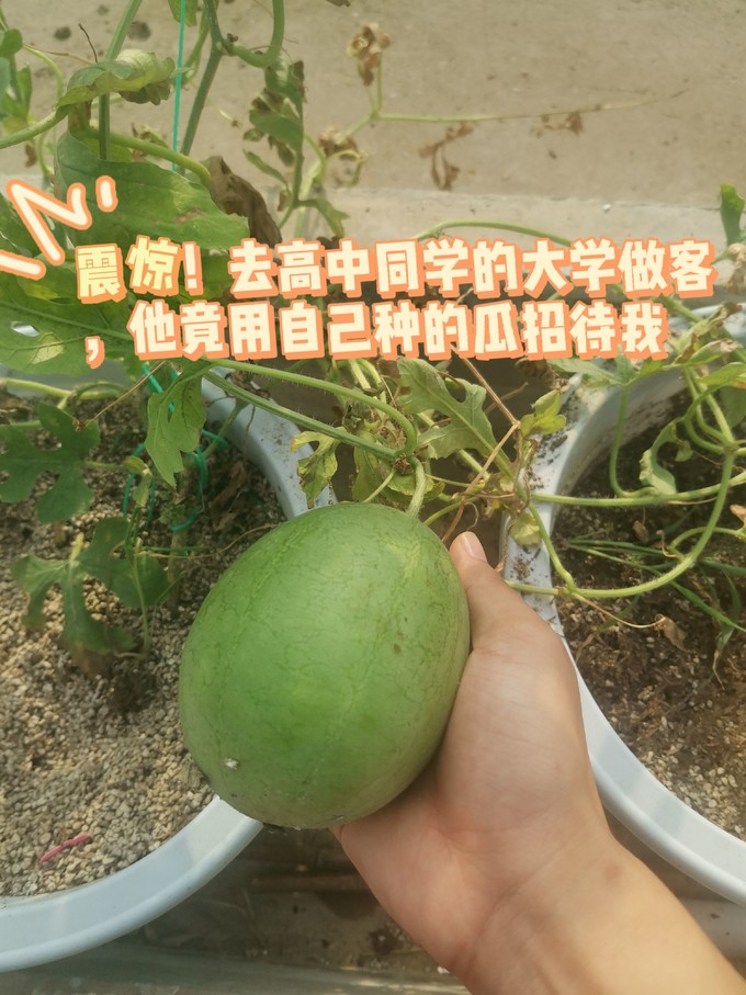 易果生鲜新鲜水果