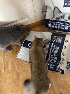 给猫咪买的猫粮