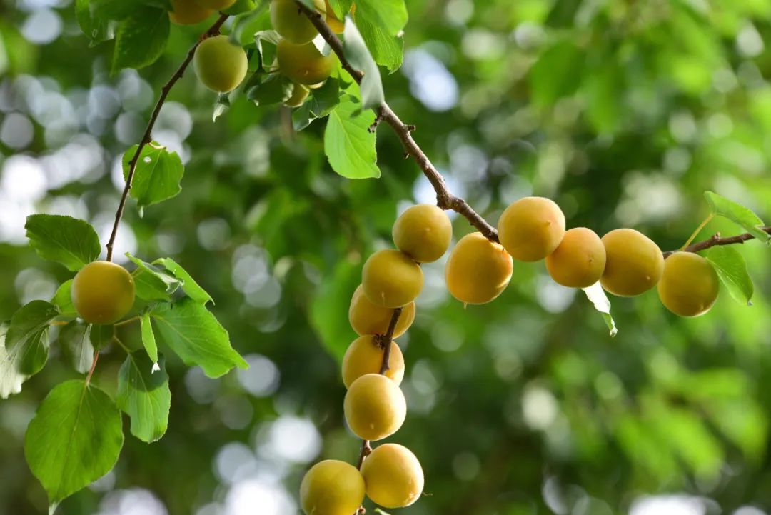 连成串的小白杏 ©摄图网