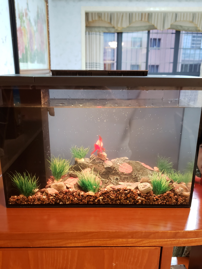 只是平平淡淡,但是想不到突然有一天大妈居然送我一个上千的高级鱼缸