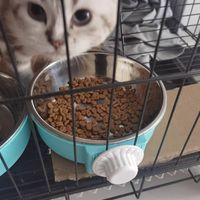 小猫专用猫粮，好胃口就是这么任性！