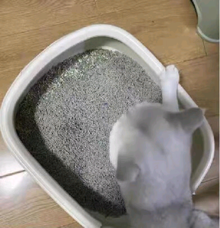 第一次给我家猫咪用这款再三猫砂