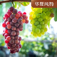 中国鲜食葡萄，哪颗才够“绝绝紫”？