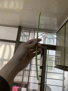 春天的第二茬蒜苔你们吃到了吗？太香了！