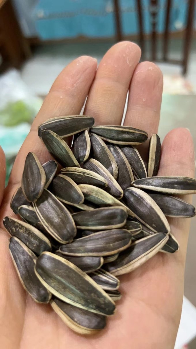 内蒙363大瓜子找到了比胖蛋便宜好吃