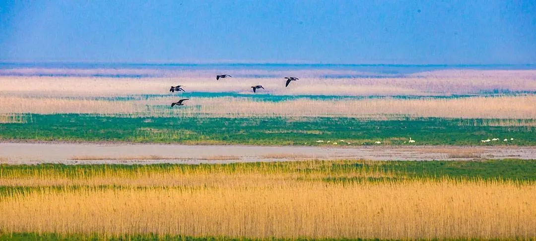 鄱阳湖湿地枯水期候鸟迁徙的景象 ©图虫创意