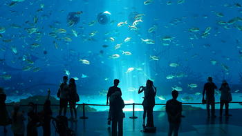 攸声旅游 篇五十八： 去上海海昌海洋馆，寻找那些可爱的动物宝宝们 