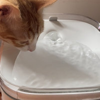 让猫咪爱喝水的米家猫咪饮水机