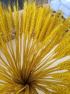 金黄色麦穗干花，十分好看