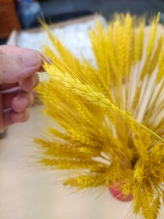 金黄色麦穗干花，十分好看