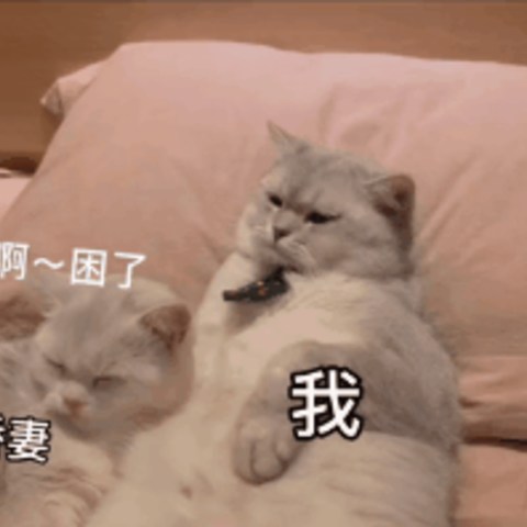 猫粮里的特殊粮——处方粮，一般都会拿来做啥什么，什么条件下就会去选择处方粮喂养~