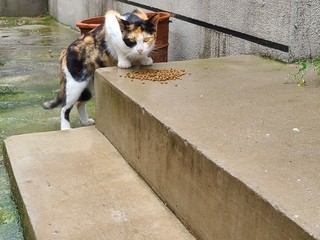 来蹭饭的海盗猫🐱