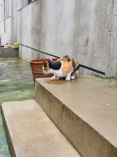 来蹭饭的海盗猫🐱