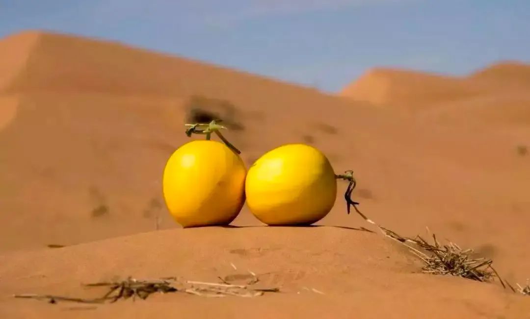 沙漠里长出的蜜瓜 ©图源网络
