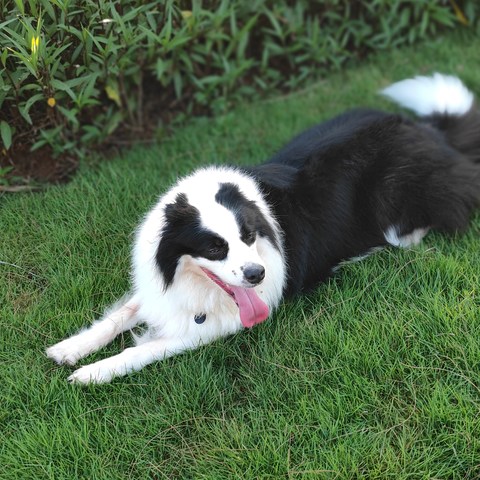 被迫长跑的边境牧羊犬——奥莉