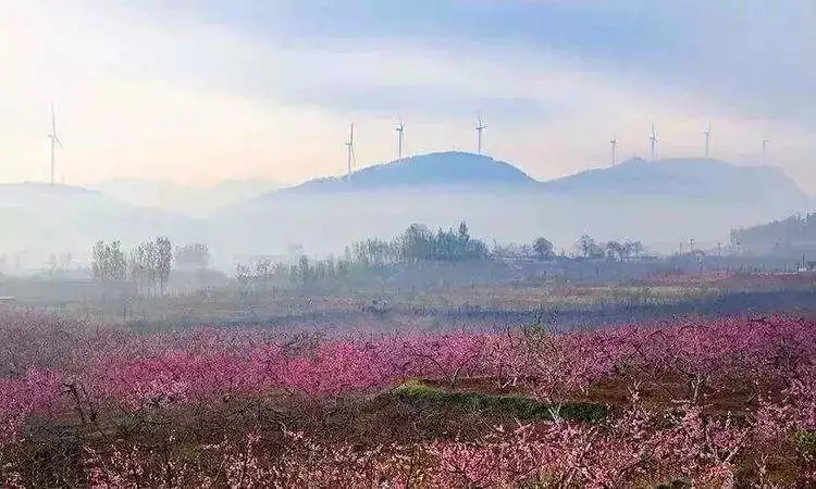 真香：不止阳山水蜜桃，这10种地理标志水蜜桃也很牛