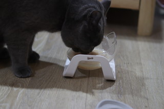 引导小猫咪喝水的最好办法，就是给他吃湿粮