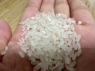 大米饭的天花板五常稻花香2号满屋飘香