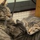 图书馆猿の让便宜货来的更猛烈一些吧！271