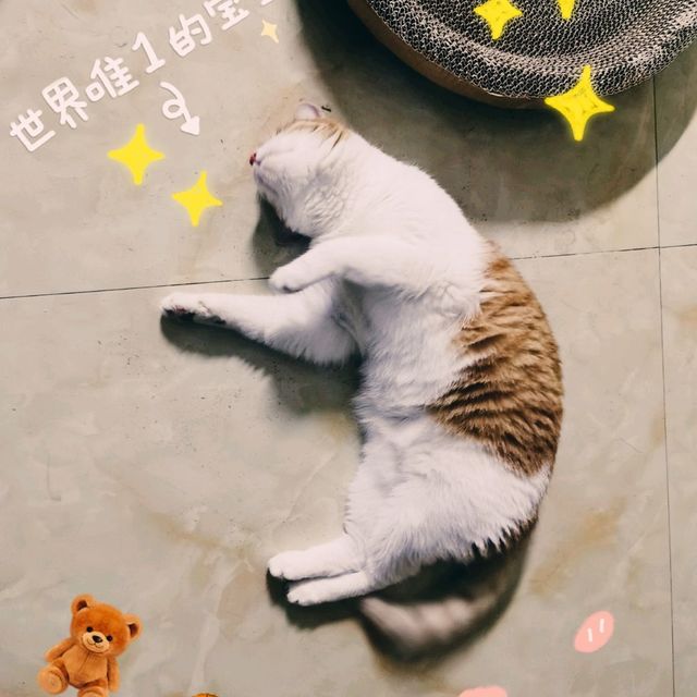 买了四个不到6元的猫抓板，划算到飞起