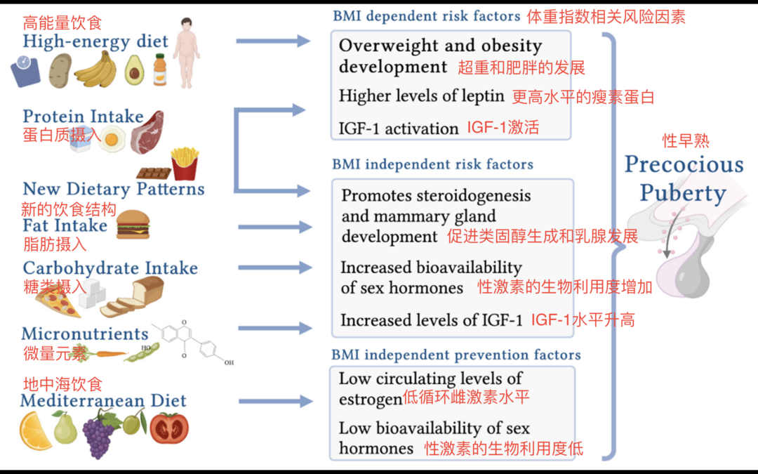 营养对性早熟的可能影响｜图源:The Role of Pediatric Nutrition as a Modifiable Risk Factor for Precocious Puberty. Life. 2021; 11(12):1353.