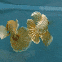 穿婚纱的水下精灵-半月斗鱼，泰国热带观赏鱼饲养注意点分享～