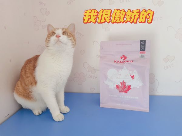 大橘又换新猫粮啦，还对猫粮动手了