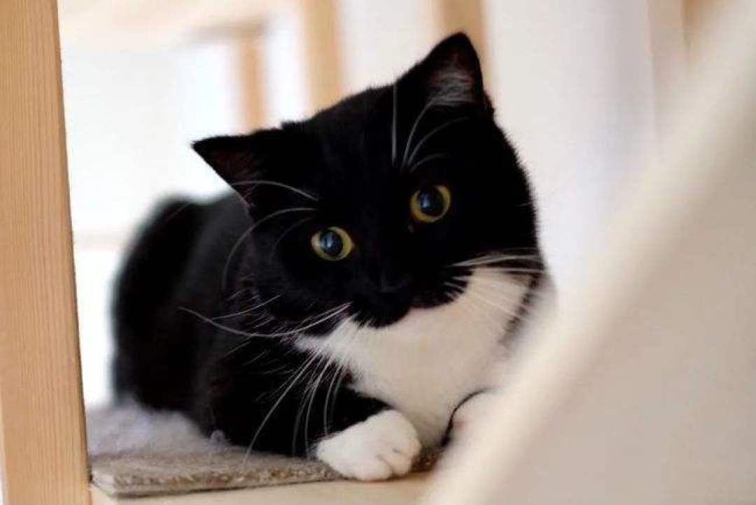 穷人养猫攻略,祝所有人都养出一只不生病的猫猫