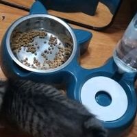 双碗宠物自动饮水器