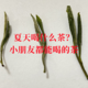 夏天喝什么茶？小朋友都能喝的茶