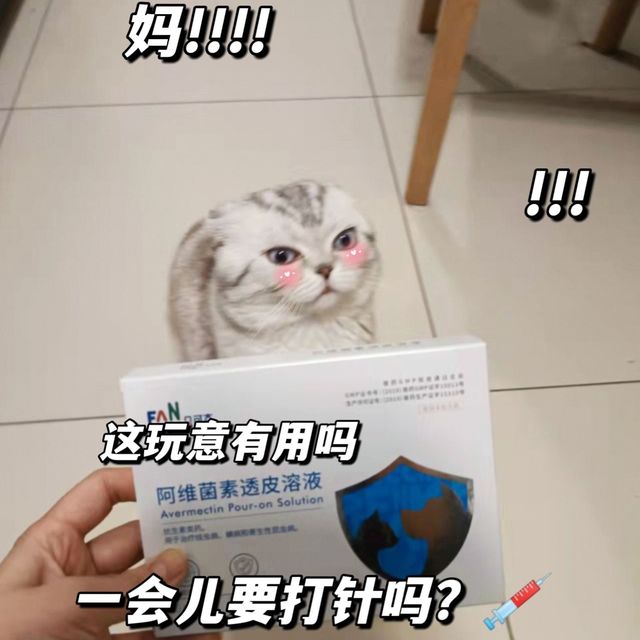 搞定 猫咪体外驱虫！学生党养猫可入