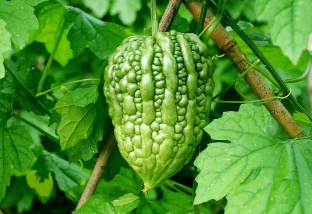 杜阮凉瓜,也叫大顶凉瓜,颜色绿如翡翠,肉厚而爽脆 0815网络