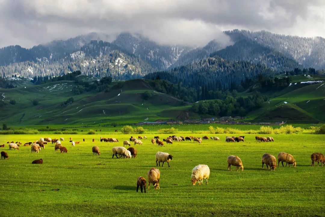 牛羊遍布的那拉提草原,也是天山林区中雪岭云杉最为繁茂的地区.