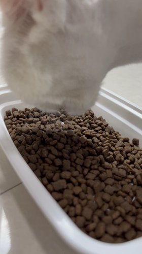 果然“零食”最好吃-嘉蓝幼猫粮