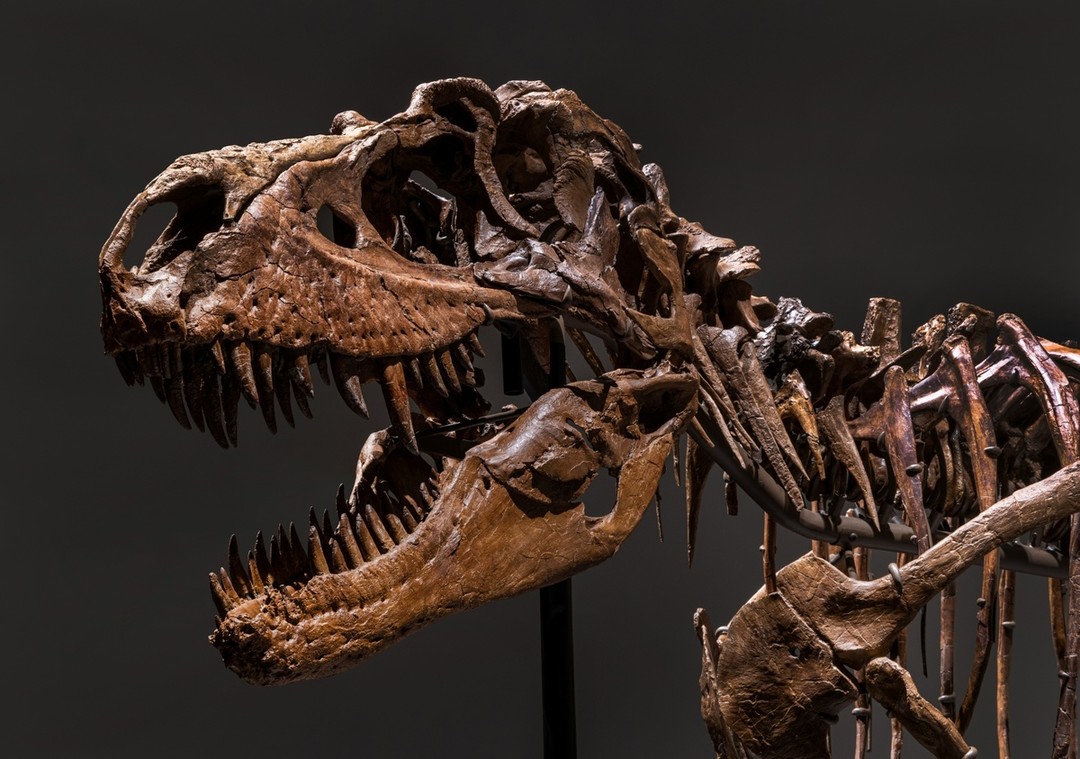 7700万年前的魔鬼龙化石以606.95万美元成交，又一具恐龙化石被拍卖