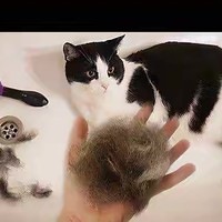 萌宠二三事 篇一：第一次养猫必看 | “如果猫主子狂掉毛，这几个东西，你一定要有！”