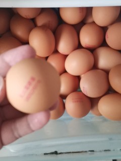 大葱炒鸡蛋