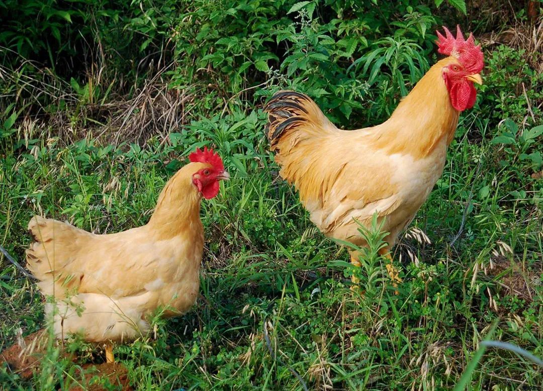 宁都三黄鸡 ©全国农产品商务信息公共服务平台