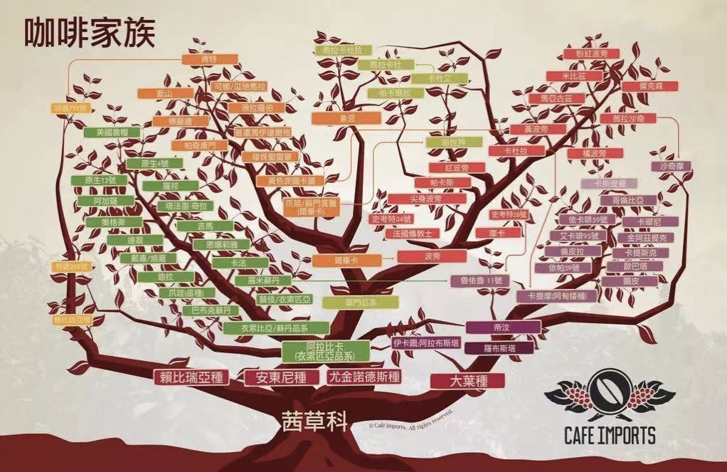 2022年CBrC冠军诞生！“超稀有树种”CGLE咖啡豆是什么来头