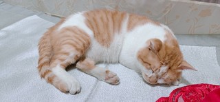 还好猫胖，三周没饿死