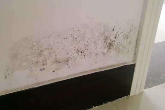 夏天雨季，墙壁又又发霉了？家庭保姆级除菌指南（墙面/地板/衣柜），跟霉菌说拜拜！