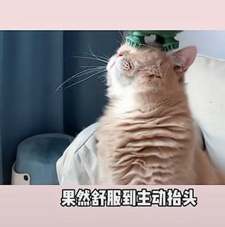 灵魂按摩器，小猫用人用二合一