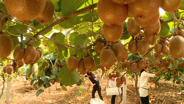 河南西峡猕猴桃 0815网络