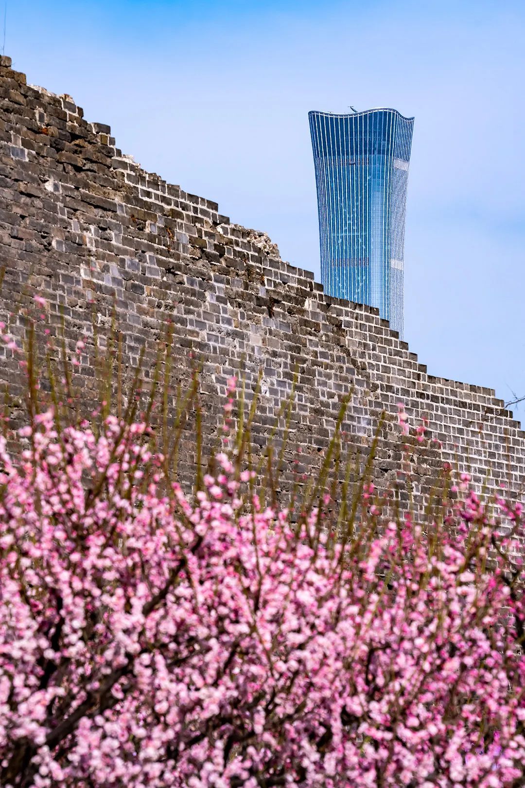 梅花开得正艳的明城墙遗址公园，透过城墙东望中国尊。©摄图网