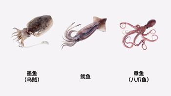食物碎片：海绵宝宝中的章鱼哥真的是章鱼吗！鱿鱼墨鱼章鱼还傻傻分不清楚？附挑选指南~