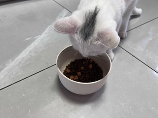 顽皮猫粮饭果儿一元试用装的猫粮到货了！