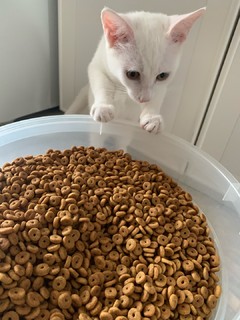 猫咪最喜欢的猫粮