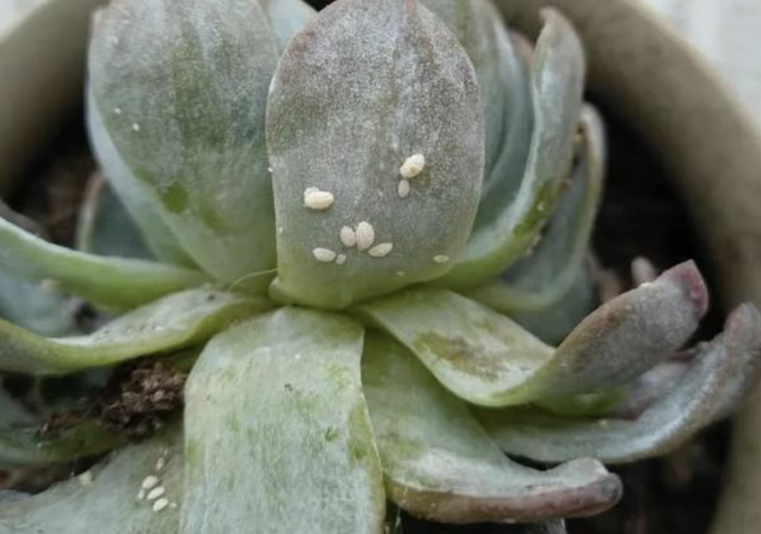 一般来说虫害发生概率比较低,可一旦发生,对植物将是致命的.