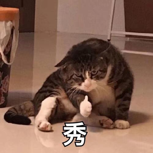 几款测评NO.1的猫砂到底咋样？铁锤猫砂，让元宝和kimi爱上拉粑粑～