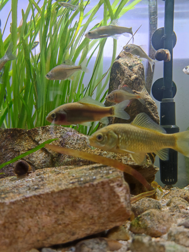 10点喂鱼，将以一场欢宴歌颂自由！